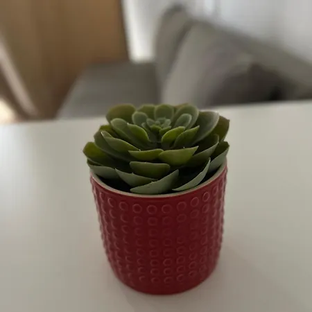 Estrela Da Mascarenhas Almada