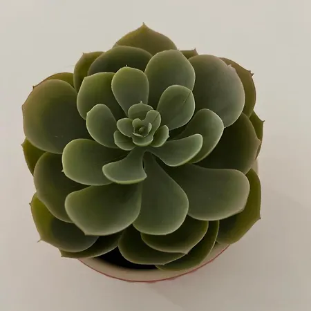 Estrela Da Mascarenhas Almada