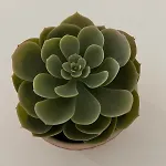 Estrela Da Mascarenhas אלמאדה