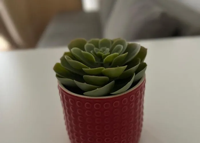 Estrela Da Mascarenhas Almada