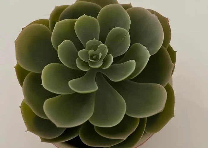 Estrela Da Mascarenhas Almada